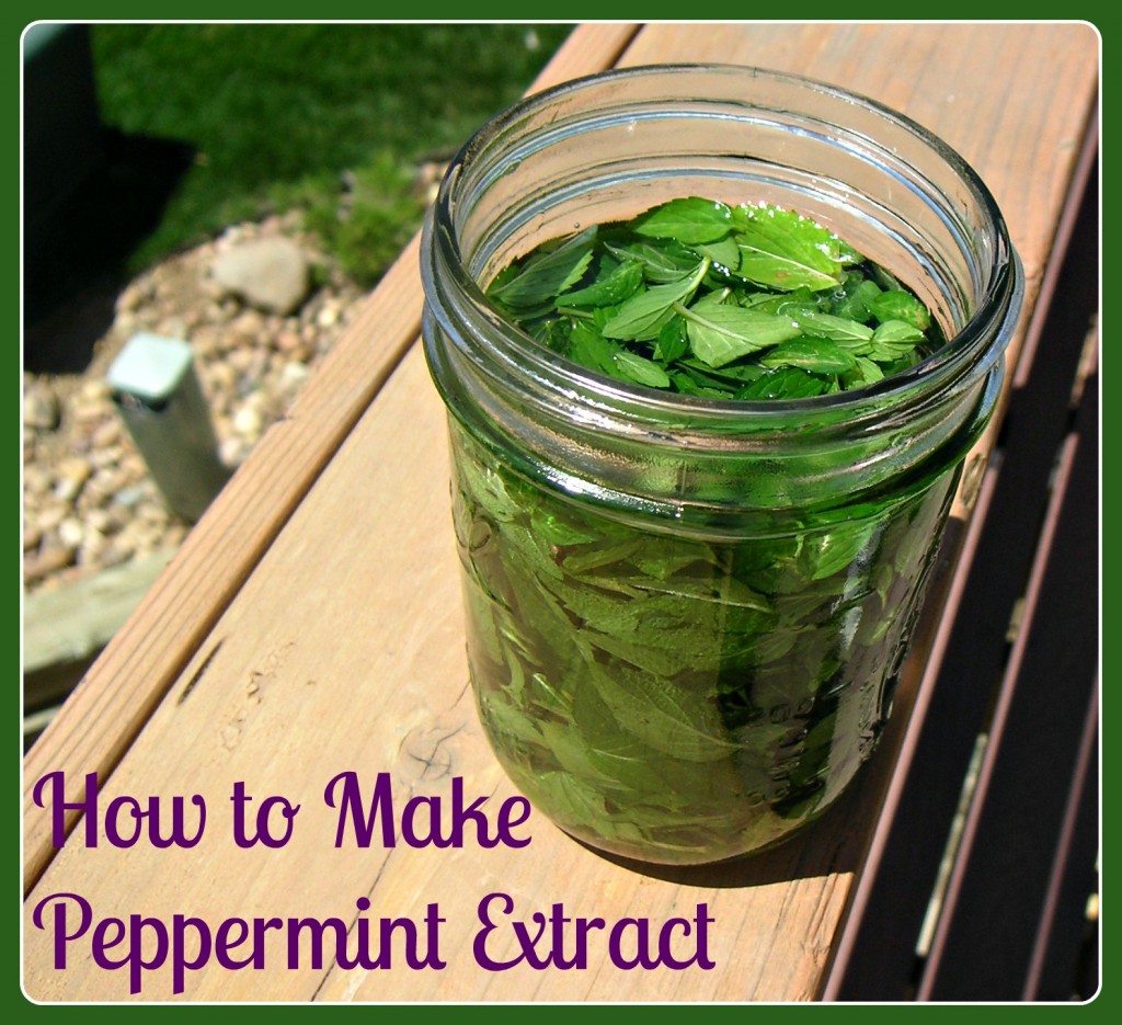 homemade mint extract