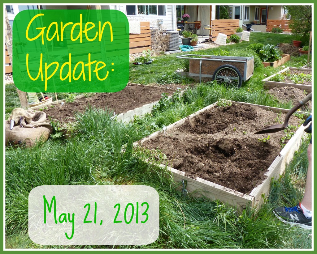 Garden Update May 21 2013