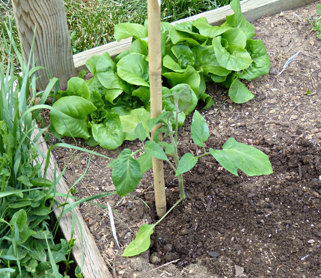 lettuce and tomatoes