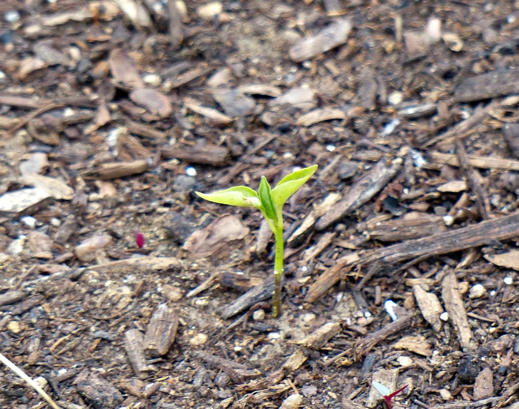 tiny pepper